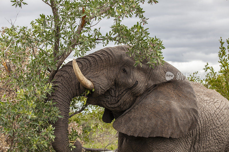 非洲象，Loxodonta africana，用它的树干推着一棵树。南非克鲁格公园